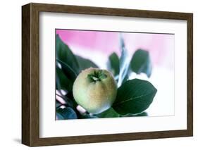 Quince on the Branch-Eising Studio - Food Photo and Video-Framed Photographic Print