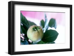 Quince on the Branch-Eising Studio - Food Photo and Video-Framed Photographic Print