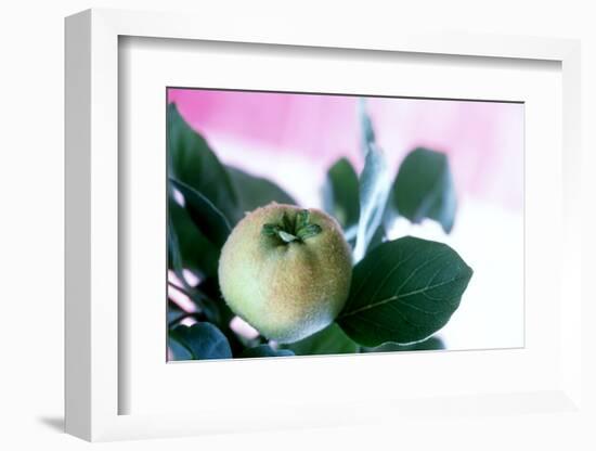 Quince on the Branch-Eising Studio - Food Photo and Video-Framed Photographic Print