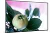 Quince on the Branch-Eising Studio - Food Photo and Video-Mounted Photographic Print