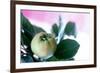 Quince on the Branch-Eising Studio - Food Photo and Video-Framed Photographic Print