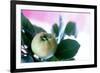 Quince on the Branch-Eising Studio - Food Photo and Video-Framed Photographic Print