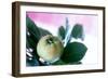 Quince on the Branch-Eising Studio - Food Photo and Video-Framed Photographic Print