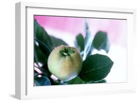 Quince on the Branch-Eising Studio - Food Photo and Video-Framed Photographic Print