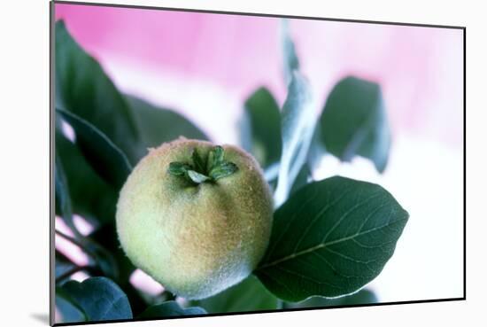 Quince on the Branch-Eising Studio - Food Photo and Video-Mounted Photographic Print