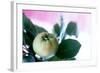 Quince on the Branch-Eising Studio - Food Photo and Video-Framed Photographic Print