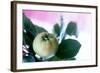 Quince on the Branch-Eising Studio - Food Photo and Video-Framed Photographic Print