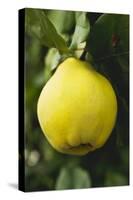 Quince on the Tree-Eising Studio - Food Photo and Video-Stretched Canvas