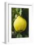 Quince on the Tree-Eising Studio - Food Photo and Video-Framed Photographic Print