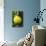 Quince on the Tree-Eising Studio - Food Photo and Video-Photographic Print displayed on a wall