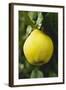 Quince on the Tree-Eising Studio - Food Photo and Video-Framed Photographic Print