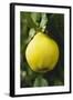 Quince on the Tree-Eising Studio - Food Photo and Video-Framed Photographic Print