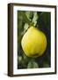 Quince on the Tree-Eising Studio - Food Photo and Video-Framed Photographic Print