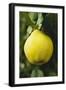 Quince on the Tree-Eising Studio - Food Photo and Video-Framed Photographic Print