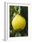 Quince on the Tree-Eising Studio - Food Photo and Video-Framed Photographic Print