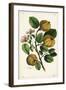 Quince Tree and Fruit, Cydonia Oblonga Pyrus Cydonia, Linn-The Younger Dupin-Framed Giclee Print