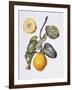 Quince (W/C on Paper)-Margaret Ann Eden-Framed Giclee Print