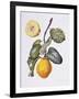 Quince (W/C on Paper)-Margaret Ann Eden-Framed Giclee Print