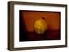 Quince-Valda Bailey-Framed Photographic Print