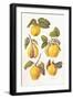 Quinces, 2006-Margaret Ann Eden-Framed Giclee Print