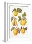 Quinces, 2006-Margaret Ann Eden-Framed Giclee Print