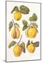 Quinces, 2006-Margaret Ann Eden-Mounted Giclee Print