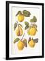 Quinces, 2006-Margaret Ann Eden-Framed Giclee Print