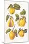 Quinces, 2006-Margaret Ann Eden-Mounted Giclee Print