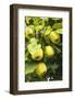 Quinces on the Tree-Eising Studio - Food Photo and Video-Framed Photographic Print