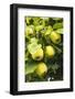 Quinces on the Tree-Eising Studio - Food Photo and Video-Framed Photographic Print