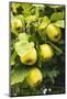 Quinces on the Tree-Eising Studio - Food Photo and Video-Mounted Photographic Print