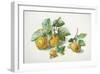 Quinces-Carlos Von Riefel-Framed Art Print