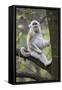 Quinling Golden Snub Nosed Monkey (Rhinopitecus Roxellana Qinligensis), Infant Sitting in a Tree-Florian Möllers-Framed Stretched Canvas