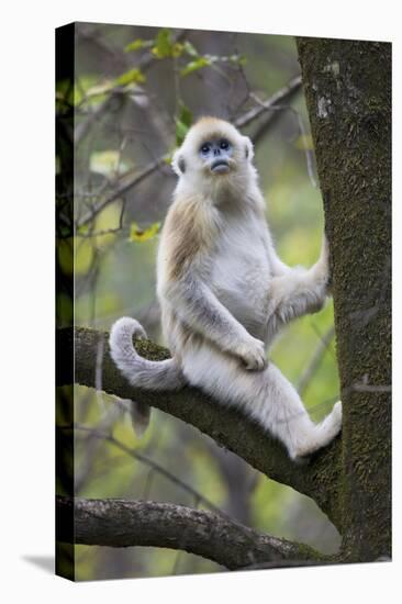 Quinling Golden Snub Nosed Monkey (Rhinopitecus Roxellana Qinligensis), Infant Sitting in a Tree-Florian Möllers-Stretched Canvas