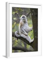 Quinling Golden Snub Nosed Monkey (Rhinopitecus Roxellana Qinligensis), Infant Sitting in a Tree-Florian Möllers-Framed Photographic Print