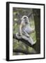 Quinling Golden Snub Nosed Monkey (Rhinopitecus Roxellana Qinligensis), Infant Sitting in a Tree-Florian Möllers-Framed Photographic Print