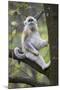 Quinling Golden Snub Nosed Monkey (Rhinopitecus Roxellana Qinligensis), Infant Sitting in a Tree-Florian Möllers-Mounted Photographic Print