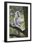 Quinling Golden Snub Nosed Monkey (Rhinopitecus Roxellana Qinligensis), Infant Sitting in a Tree-Florian Möllers-Framed Photographic Print