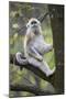 Quinling Golden Snub Nosed Monkey (Rhinopitecus Roxellana Qinligensis), Infant Sitting in a Tree-Florian Möllers-Mounted Photographic Print