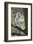 Quinling Golden Snub Nosed Monkey (Rhinopitecus Roxellana Qinligensis), Infant Sitting in a Tree-Florian Möllers-Framed Photographic Print