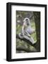 Quinling Golden Snub Nosed Monkey (Rhinopitecus Roxellana Qinligensis), Infant Sitting in a Tree-Florian Möllers-Framed Photographic Print