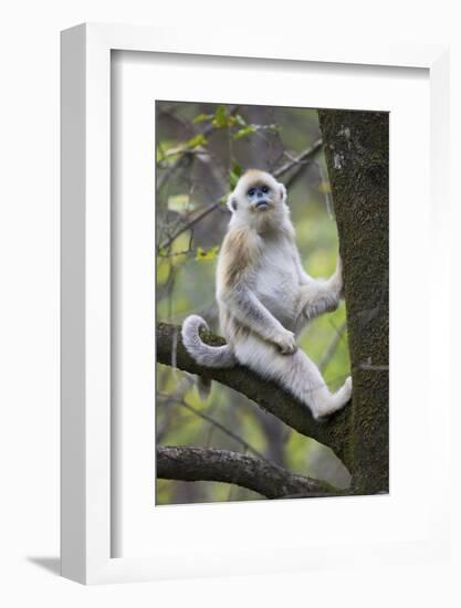 Quinling Golden Snub Nosed Monkey (Rhinopitecus Roxellana Qinligensis), Infant Sitting in a Tree-Florian Möllers-Framed Photographic Print