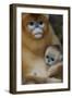 Quinling Golden Snub Nosed Monkey (Rhinopitecus Roxellana Qinlingensis)-Florian Möllers-Framed Photographic Print