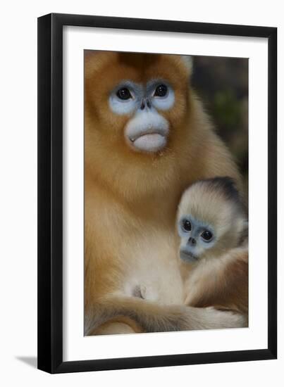 Quinling Golden Snub Nosed Monkey (Rhinopitecus Roxellana Qinlingensis)-Florian Möllers-Framed Photographic Print