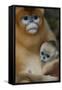 Quinling Golden Snub Nosed Monkey (Rhinopitecus Roxellana Qinlingensis)-Florian Möllers-Framed Stretched Canvas