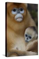 Quinling Golden Snub Nosed Monkey (Rhinopitecus Roxellana Qinlingensis)-Florian Möllers-Stretched Canvas