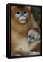 Quinling Golden Snub Nosed Monkey (Rhinopitecus Roxellana Qinlingensis)-Florian Möllers-Framed Stretched Canvas