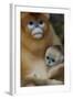 Quinling Golden Snub Nosed Monkey (Rhinopitecus Roxellana Qinlingensis)-Florian Möllers-Framed Photographic Print