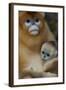 Quinling Golden Snub Nosed Monkey (Rhinopitecus Roxellana Qinlingensis)-Florian Möllers-Framed Photographic Print