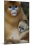 Quinling Golden Snub Nosed Monkey (Rhinopitecus Roxellana Qinlingensis)-Florian Möllers-Mounted Photographic Print